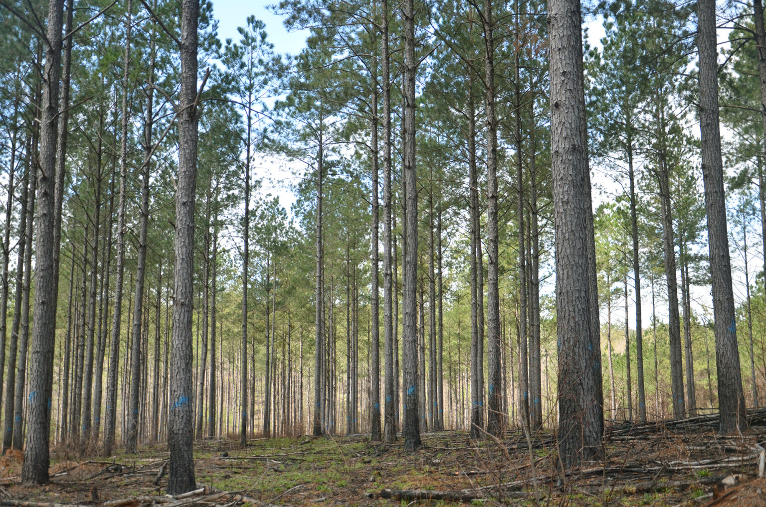 Scotch Land Management Scotch